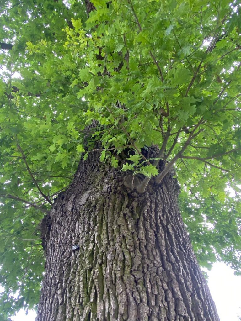 Baum trotz Verbot gefällt